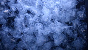 Jellyfishes, Sea Life, Underwater, Dark background, Aquarium, Transparent, 4K wallpaper