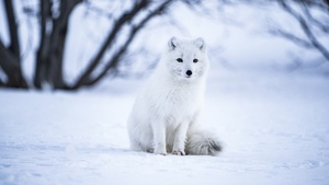 White wolf, Iceland, Selective Focus, Mammal, Wildlife, 4K wallpaper