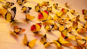 Aesthetic, Wall Decorations, Closeup, Assorted, Beautiful, 4K wallpaper