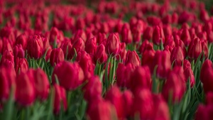 Red Tulips, Tulips field, Blossom, Bloom, Spring, Colorful, Floral Background, Bokeh, Selective Focus, 4K wallpaper