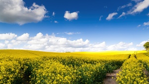 Yellow flowers, Landscape, White Clouds, Blue Sky, Beautiful, Scenery, Sunny day, Germany, Spring, 4K wallpaper