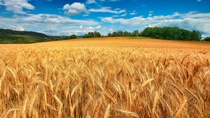Landscape, Blue Sky, White Clouds, Wheat field, Scenery, 4K wallpaper