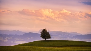 Solitude Tree, Green Meadow, Landscape, Cloudy Sky, Mountains, 4K wallpaper