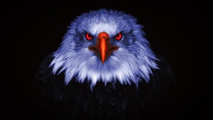 Eagle, Bird of prey, Raptors, Red eyes, Black background, 4K wallpaper