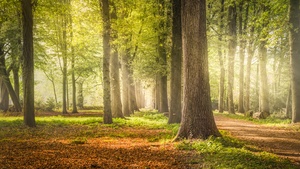 Woodland, Forest Trees, Dirt road, Fallen Leaves, Greenery, Woods, Sunshine, Pathway, Scenery, Sun rays, Shadow, Daytime, Tree Branches, 4K wallpaper