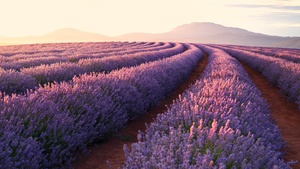 Lavender fields, Lavender flowers, Sunrise, Mountains, Pattern, Landscape, Flower garden, Purple Flowers, 4K wallpaper