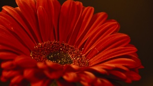 Gerbera Daisy, Red flower, Closeup, Macro, Dark background, Petals, Blossom, Bloom, Spring, 4K wallpaper