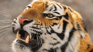 Amur tiger, Siberian tiger, Big cat, Carnivore, Predator, Young tigress, Zoo, Wild animal, 4K wallpaper