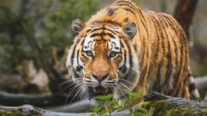 Bengal Tiger, Big cat, Predator, Wild animal, 4K wallpaper