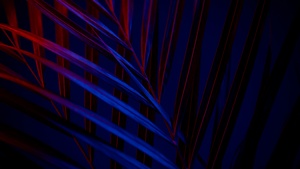 Plant, Dark background, Leaves, Blue, Red, AMOLED, Dark aesthetic, 4K wallpaper