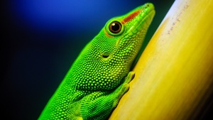 Green Lizard, Closeup, Macro, Reptile, Vivid, HDR, 4K wallpaper