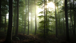 Forest Trees, Early Morning, Foggy, Sunrise, Woods, Landscape, 4K wallpaper