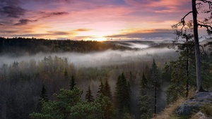 Finland, Sunrise, Fog, Forest, Green Trees, Landscape, Early Morning, 4K wallpaper