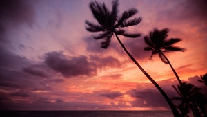 Purple sky, Cloudy Sky, Seascape, Silhouette, Sunrise, Horizon, Palm trees, Tropical, 4K wallpaper
