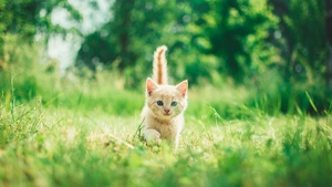 Kitten, Cute Kitten, Green Grass, Bokeh, Baby cat, Green background, Mammal, 4K wallpaper