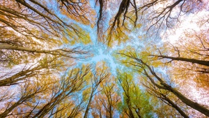 Branches, Looking up at Sky, Forest, Foliage, Autumn, 4K wallpaper