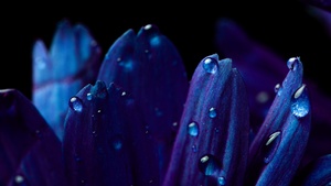 Blue flower, Petals, Macro, Vivid, Closeup Photography, Dew Drops, Dark, Droplets, 4K wallpaper