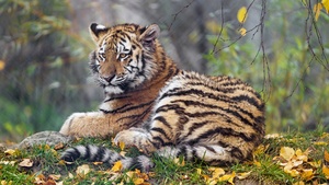 Young tigress, Autumn leaves, Green Grass, Wild animal, Zoo, Big cat, Predator, Portrait, Siberian tiger, 4K wallpaper