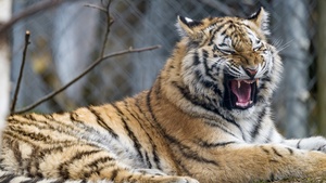 Young tigress, Wild animal, Big cat, Predator, Closeup, Carnivore, Zoo, Siberian tiger, 4K wallpaper