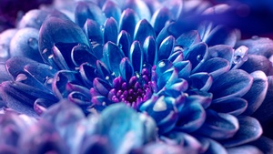 Blue flower, Macro, Vivid, Closeup Photography, Dew Drops, Droplets, Aesthetic, 4K wallpaper