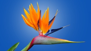 Bird of paradise flower, Blue background, Orange flower, Petals, Beautiful, 4K wallpaper