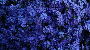 Blue flowers, Floral Background, Blossom, Garden, Beautiful, 4K wallpaper