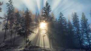 Foggy sunset, Forest, Sun rays, Landscape, Trees, Misty, 4K wallpaper