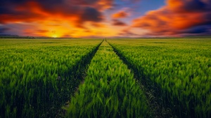 Grass field, Green Grass, Farm Land, Sunset Orange, Landscape, Clouds, 4K wallpaper