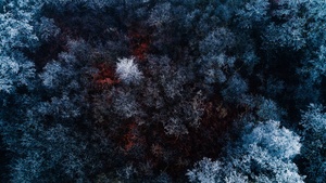 Winter forest, Aerial view, Snow covered, Birds eye view, Drone photo, Trees, 4K wallpaper