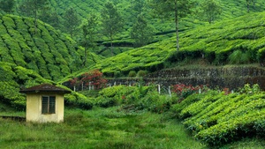 Hill Station, Greenery, Pattern, Plantation, Landscape, Scenery, 4K wallpaper