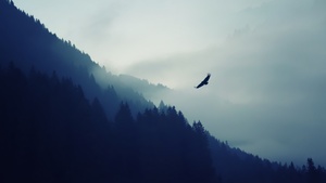 Eagle, Foggy, Mist, Mountain, Trees, Silhouette, Birds of Prey, 4K wallpaper