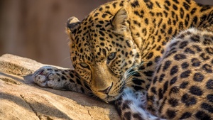 Leopard, Wild animal, Carnivore, Predator, Closeup, Face, Big cat, Staring, 4K wallpaper