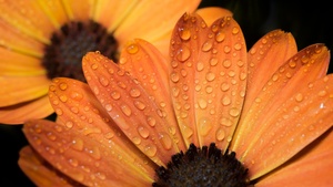 Orange flowers, Daisy flowers, Closeup Photography, Macro, Water drops, Dew Drops, Petals, Blossom, Bloom, Wet, 4K wallpaper