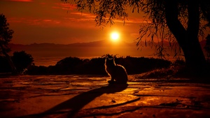 Cat, Silhouette, Sunset, Orange sky, Tree Branches, Shadow, 4K wallpaper