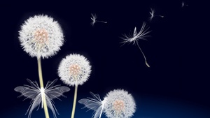 Dandelion flowers, Dandelion seeds, White Butterflies, Blue background, Plant, White flowers, 4K wallpaper