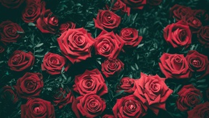 Red Roses, Floral Background, Blossom, Bloom, Closeup, Beautiful, 4K wallpaper