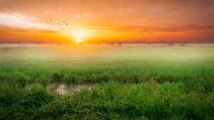 Sunrise, Paddy fields, Landscape, Countryside, Agriculture, Morning, Scenic, 4K wallpaper