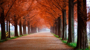 Autumn, Morning, Trees, Path, Foggy, Mist, Fall, 4K wallpaper