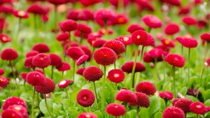 Red flowers, Blossom, Spring, Bloom, Flower garden, Flora, 4K wallpaper