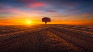 Lone tree, Agriculture, Fields, Sunset, Evening, Landscape, Scenery, Countryside, 4K wallpaper
