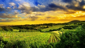 Vienna, Austria, Landscape, Greenery, Sunset, Beautiful, Cloudy Sky, Plantation, Fields, 4K wallpaper