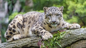 Snow leopard, Wild Cat, Predator, Carnivore, Zoo, Stare, 4K wallpaper