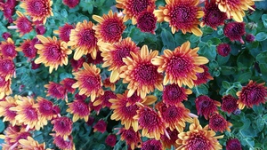 Chrysanthemum flowers, Yellow, Purple, Blossom, Floral Background, Green leaves, Closeup Photography, 4K wallpaper