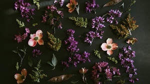 Purple Flowers, Dark background, Spring flowers, Green leaves, Foliage, 4K wallpaper
