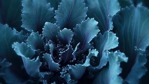 Blue flower, Bloom, Petals, 4K wallpaper