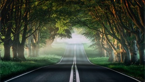 Forest, Road, Mist, Avenue Trees, Plants, Green, Spring, Foggy, 4K wallpaper