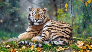 Young tigress, Carnivore, Autumn leaves, Grass, Wild animal, Zoo, Big cat, Predator, Portrait, Siberian tiger, 4K wallpaper