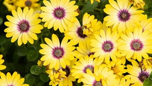 Daisies, Yellow flowers, Floral Background, Blossom, Bloom, Spring, Closeup, 4K wallpaper