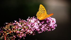 Butterfly, Yellow, Pink flowers, Selective Focus, Blur background, Closeup, 4K wallpaper