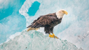 Eagle, Iceberg, Birds of Prey, Raptors, Carnivorous bird, Winter, Closeup, 4K wallpaper